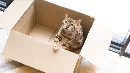 Box cat clearance